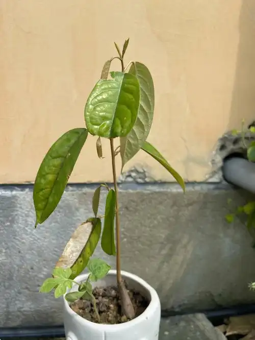 种了好几个月的榴莲树 这一个月树叶都发黑掉光秃秃的 要枯萎了吗09