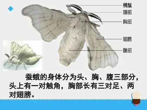 2蛹变成了什么教科版小学三年级科学下册ppt课件