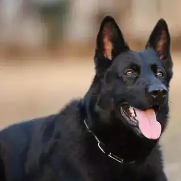 纯种东德幼犬出售 东德牧羊犬放牛羊 双血统东德护卫犬看家护卫犬