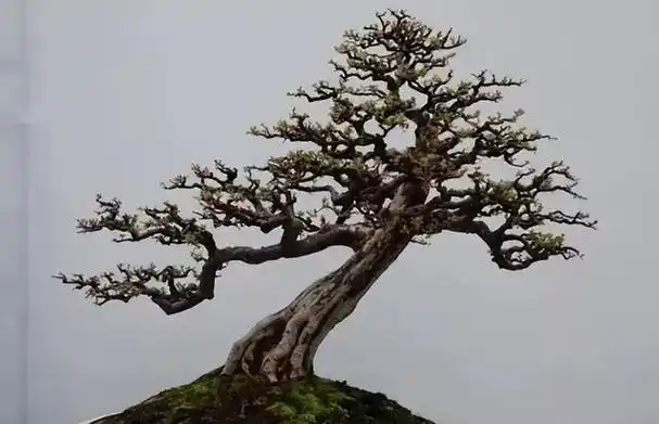 独立大树型盆景造型技法(图解)