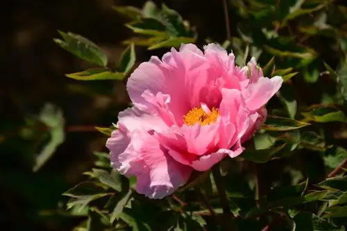 牡丹 百花中最鲜艳