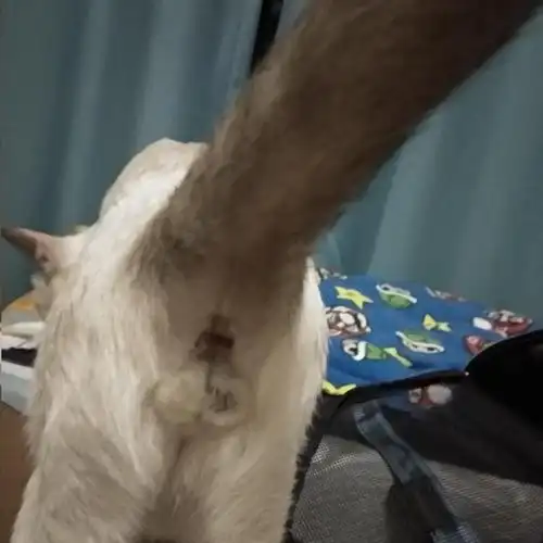 2018-08-13 03:02:14 去检查了 母猫疑似长蛋 结果竟是阴道松弛 我