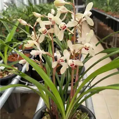 建兰.花仙子 - 兰花交易网