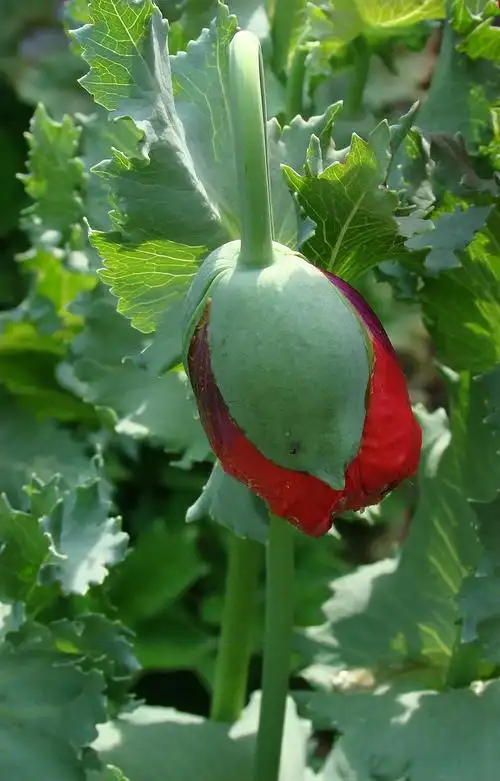 【转载】 又拍罂粟>