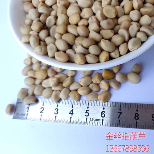 野生金丝葫芦贼佬跌打华佗广西扣子小偷可食用其他药食同源食品