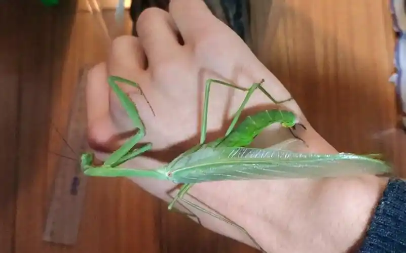 活动  透翅巨螳想和手交配