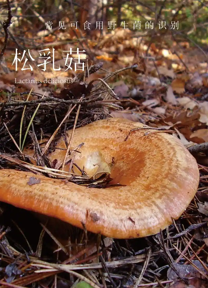 常见可食用野生菌的识别 | 松乳菇96.#野生菌 #蘑菇 # - 抖音