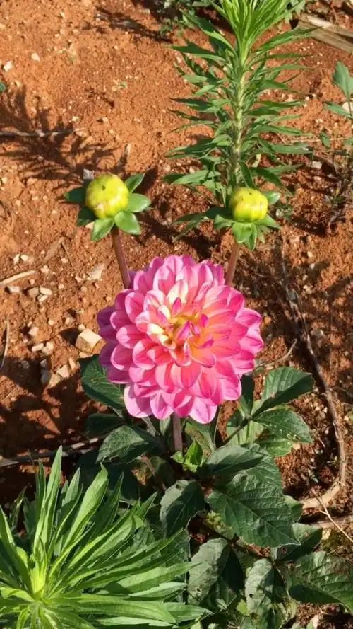 幸运吉祥.千叶紫金莲 ?