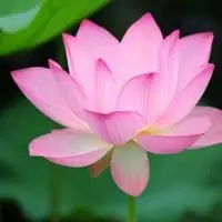 代表心静的女人用的微信头像_微信头像图片大全