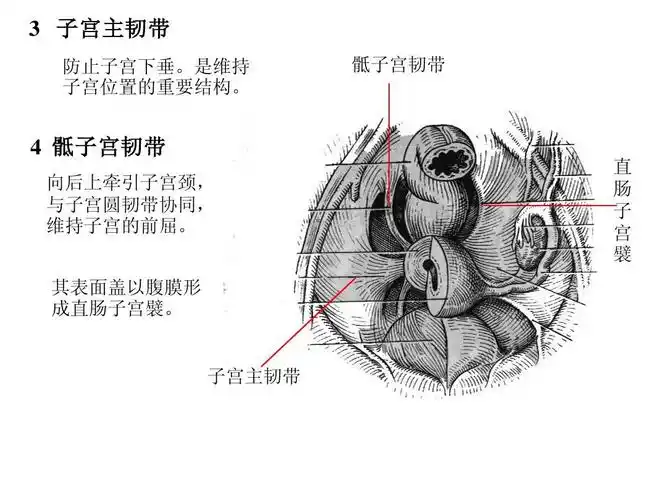 人体解剖之女性生殖系统ppt