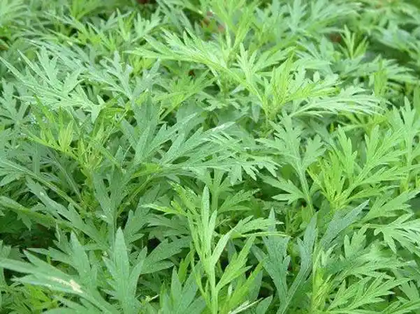 白蒿与茵陈有什么区别呢