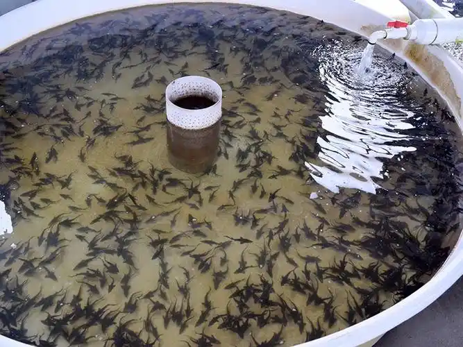 产品展示 鲟鱼鱼苗 鲟鱼苗 "水中活化石"鲟鱼养殖基地激活新产业 被誉