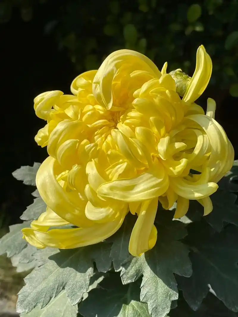 赏菊.菊花是我国"十大名花"之一,被称为家庭花木"梅兰竹菊" - 抖音