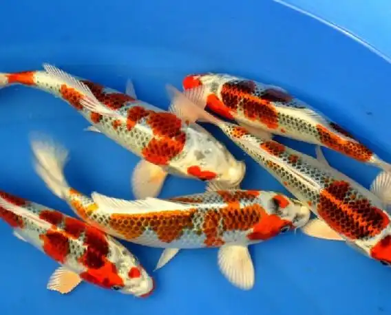 九纹龙锦鲤动物