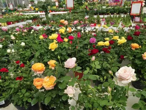 无锡农博园花卉美不胜收!