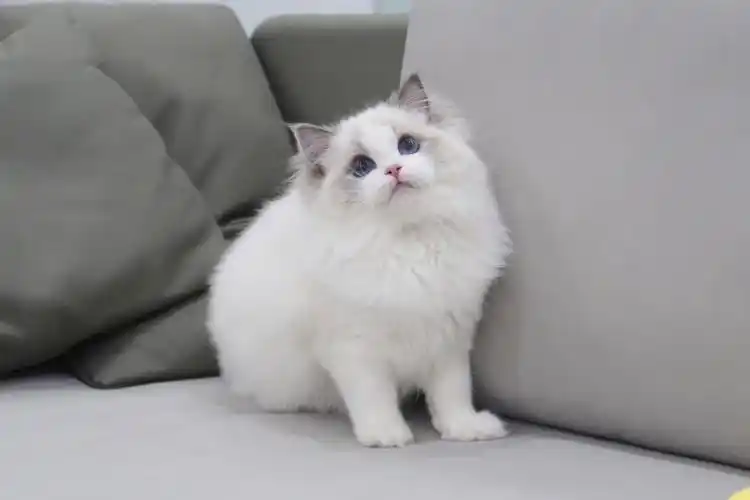 布偶猫今天看一下蓝双吧