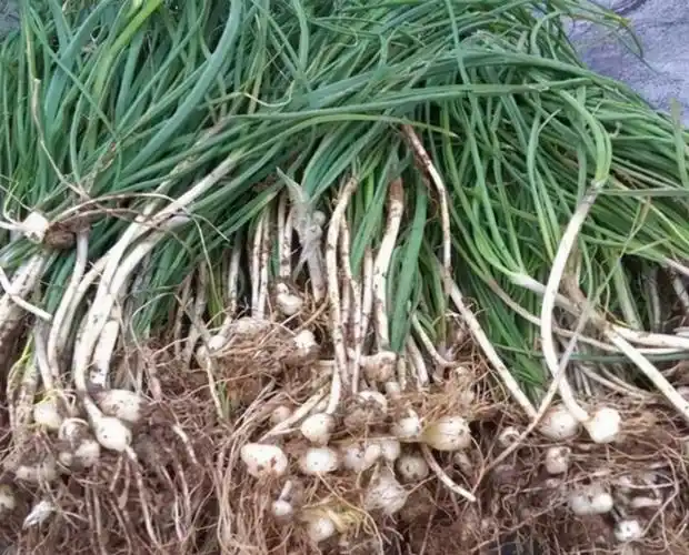 野葱和野蒜的区别,野葱和石蒜的区别(若遇到别整株挖走)