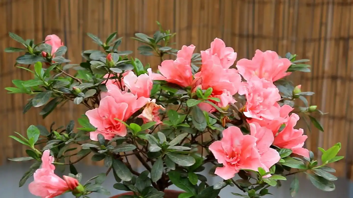 杜鹃花怎么养殖