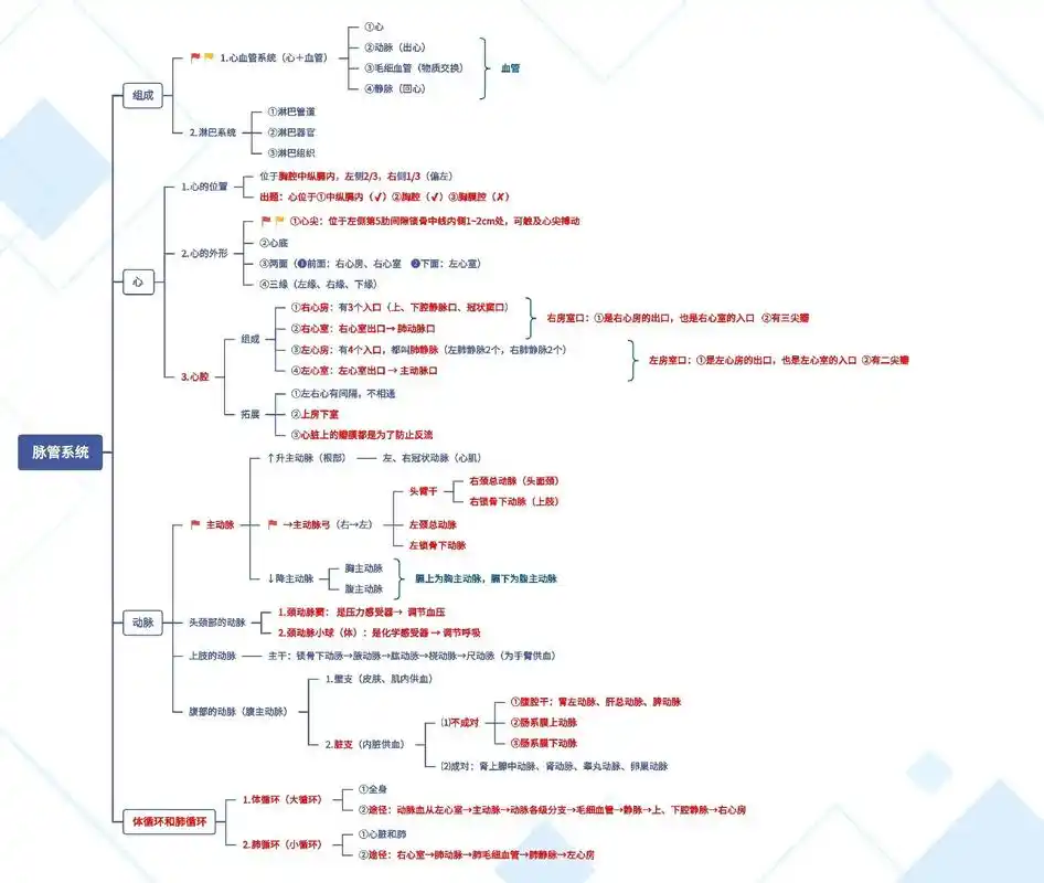 综测脉管系统思维导图人体解剖学