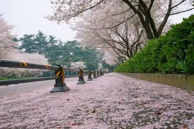 武大樱花来了!足不出户就可以看到武汉大学最美的樱花!