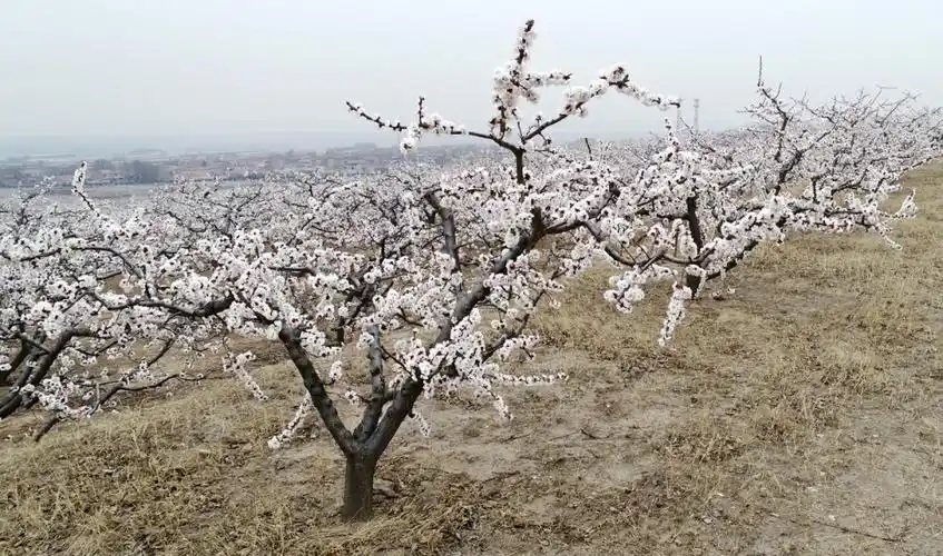 图为一片开满鲜花的杏林.在这片山坡高地,可遥遥望见不远处的黄河.