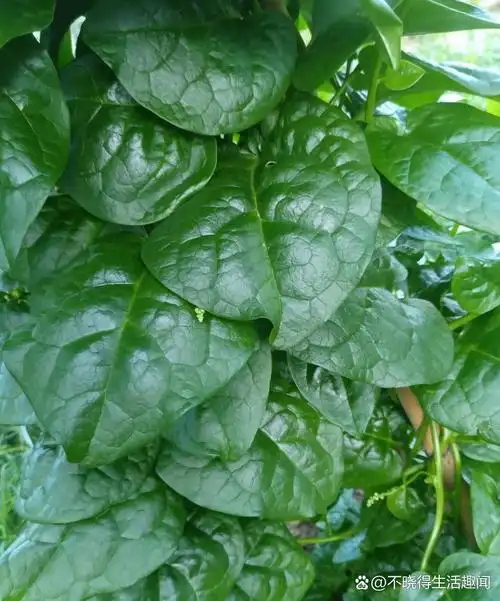 这是老同学在乡下老家种的这种菜,据说连虫子都不吃的,从播种到采摘