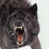 有气势的狼的头像_微信头像图片大全