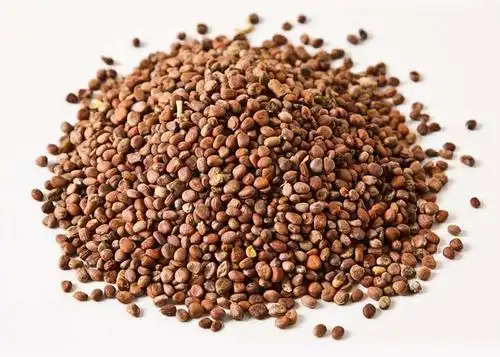 厂家直销 莱菔子提取物10:1 富含莱菔子皂甙 萝卜子粉 现货包邮