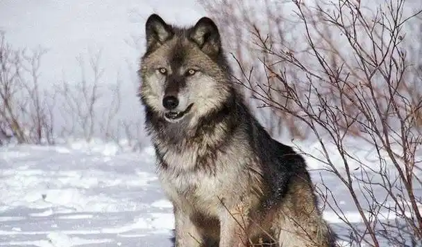 关于最大的灰狼亚种,目前国内许多百科介绍上说是不列颠哥伦比亚狼