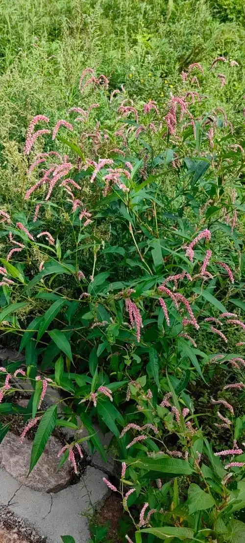 酸模叶蓼:日月峡国家森林公园 -中森休闲体验网