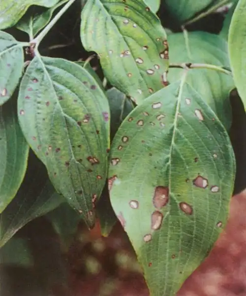 解决植物病害 爱优尚教您