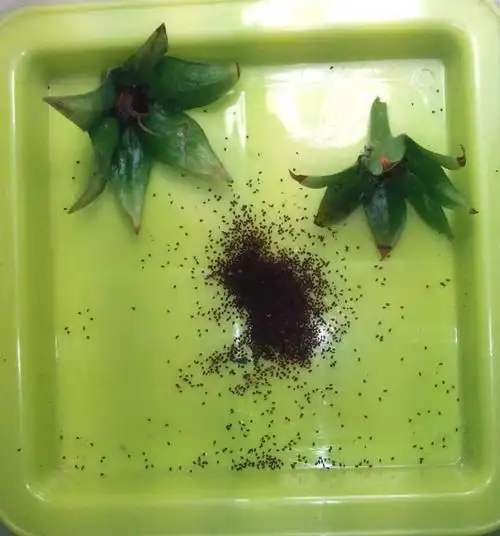 【平邮分享】阿瓦迪桃红大岩桐种子 - 花友分享 浴花谷论坛