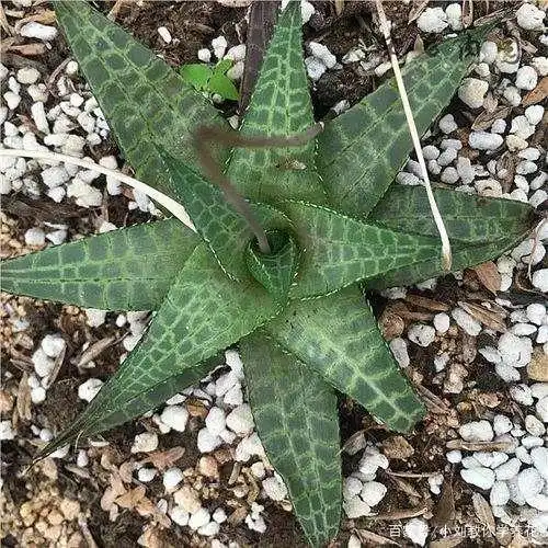 长得像龙鳞的多肉你见过么?造型独特雅观,做到几点就能养护好