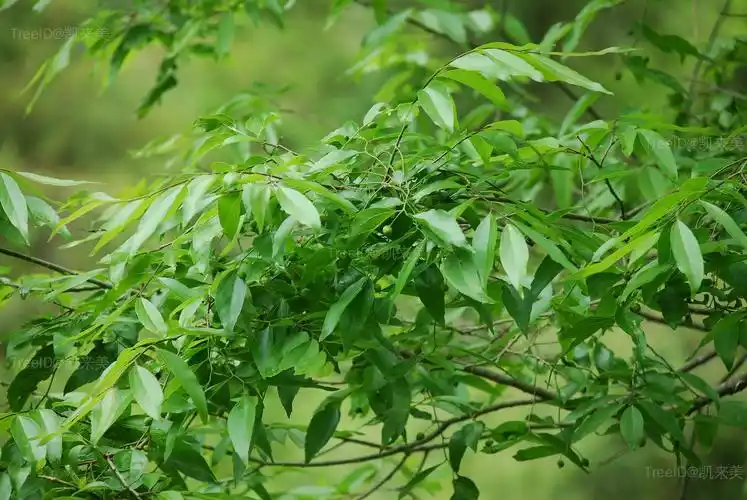 小叶朴 科榆科  属朴树属  种小叶朴  拉丁文celtis bungeana blume