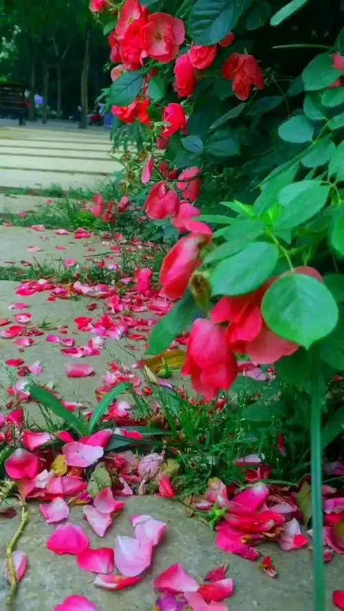 枝头娇媚生,风吹落花零,水怜红颜情,轻送香孤影,眸里含珠泪,盼得来年