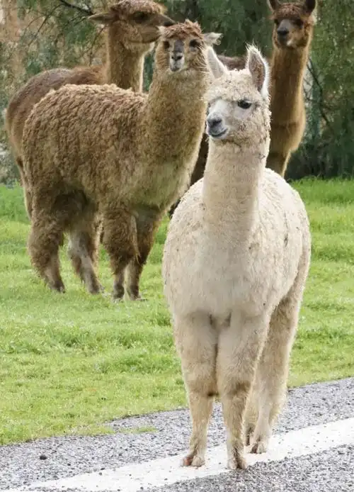 羊驼为什么叫草泥马_大全-幸福起航