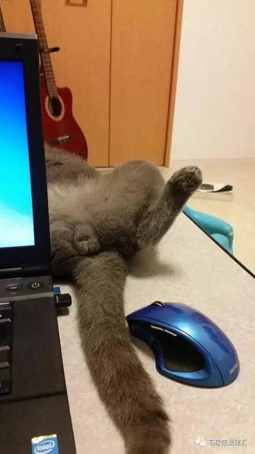 铲屎官觉得很有意思,就在拍照的同时顺手弹了下蛋蛋~ 结果,猫咪一下子