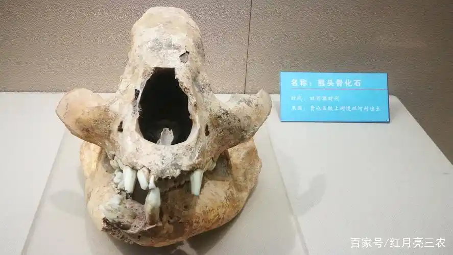 旧石器时代的熊头骨化石.出土于贵池区墩上街道双河村.