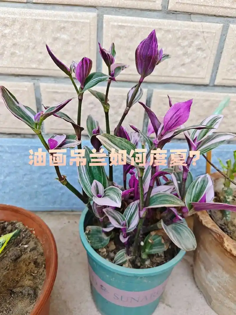 油画吊兰如何度夏