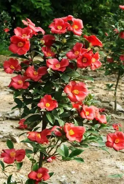 怎么养护好四季茶花-全民百科