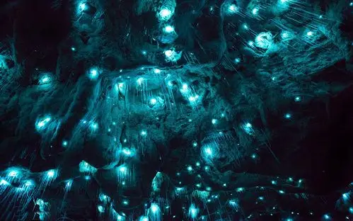 新西兰岩洞内上万只萤火虫飞舞 美如夜空繁星(组图)