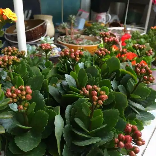 五种致癌花不能养(五种致癌花不能养什么样的是凤仙花) - 0415花卉网