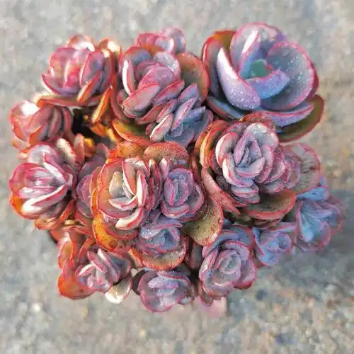 秀妍老桩群生多肉植物花卉绿植盆栽办公室阳台客厅防辐射萌肉组合