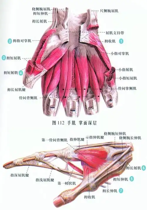 拇指内收的成因及家庭按摩方法