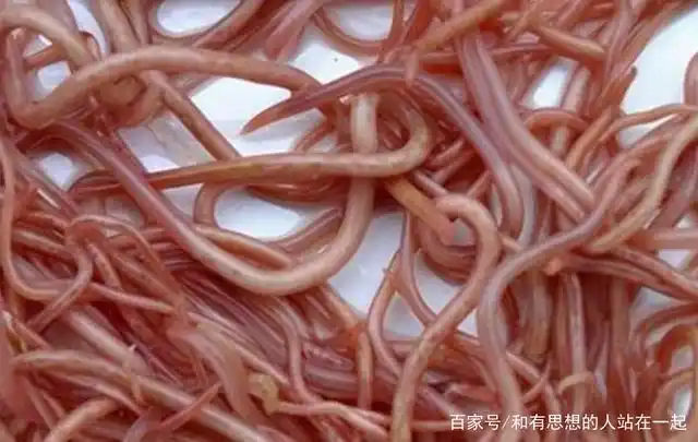 小时候扒草根吃,肚子里长了很多蛔虫,妈妈用火钳从肛门里夹出来