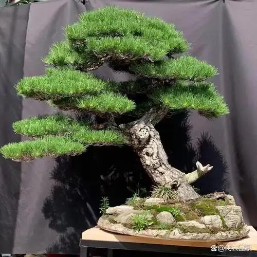 黑松盆景漂亮吗?