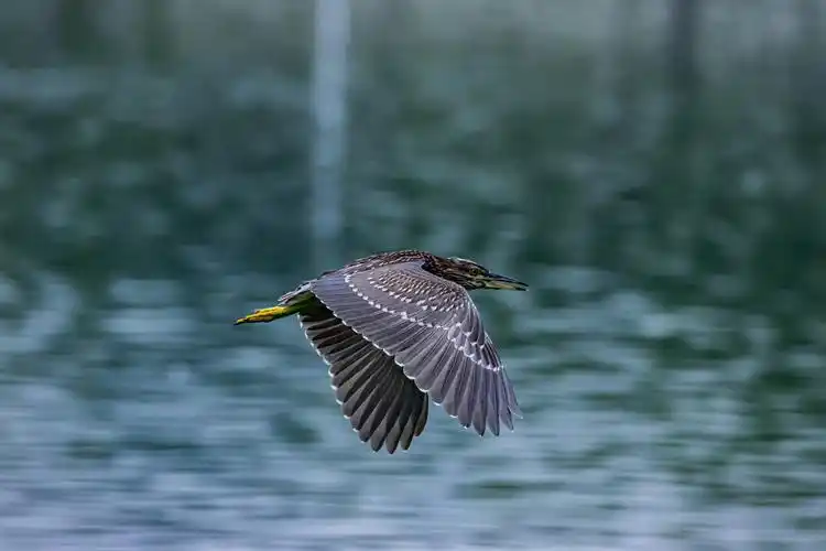 夜鹭亚成鸟飞行