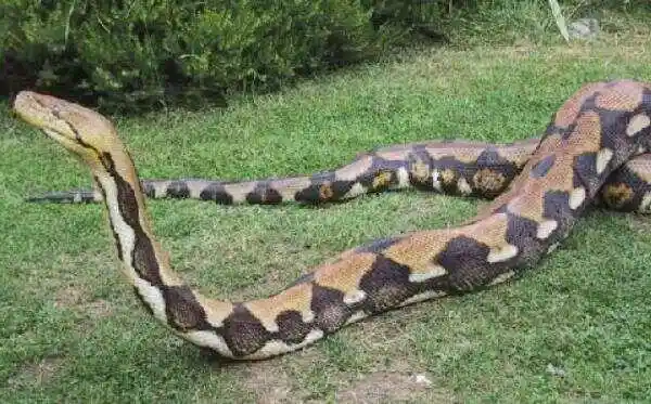 世界上最大的蟒蛇12米的网纹蟒四川曾发现50米巨蟒