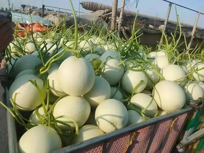 尝过玉菇人间再无其它甜瓜269箱瓜界冰淇淋晶莹似翡翠爽滑细腻