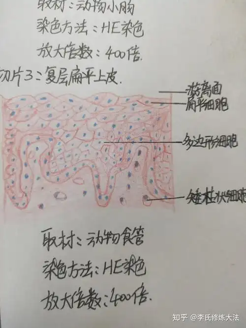 组胚中上皮组织结缔组织肌组织神经组织切片观察